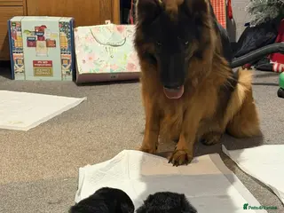 German Shepherd dogs German shepherd puppies - Advert 7