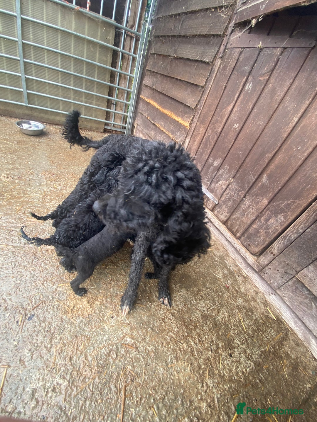 Cockapoo dogs for sale: Cockapoo pups for sale - Image 10