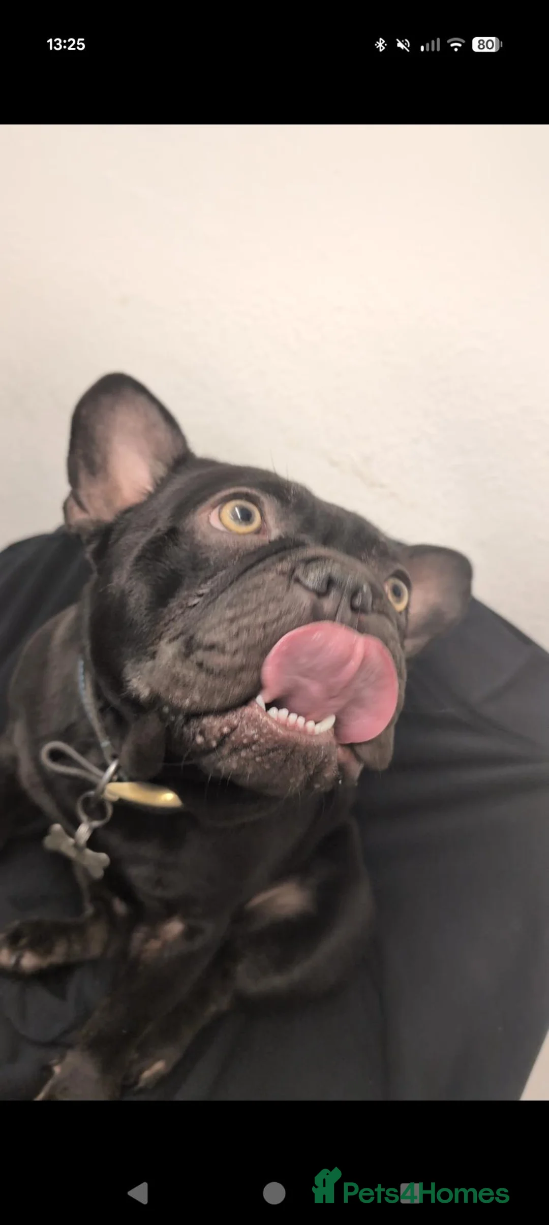French Bulldog dogs for sale: 3 year old male French Bulldog  - Advert 2