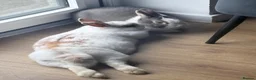 Mixed Breed rabbits for sale: 2 x rabbits  in Swindon - Advert 4