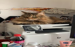 Maine Coon cats for sale: 11 year old Maine coon girl for rehome - Image 13