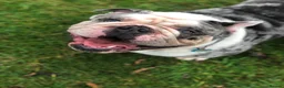 English Bulldog dogs for stud: Buster – Blue Merle Tri Stud - Advert 6
