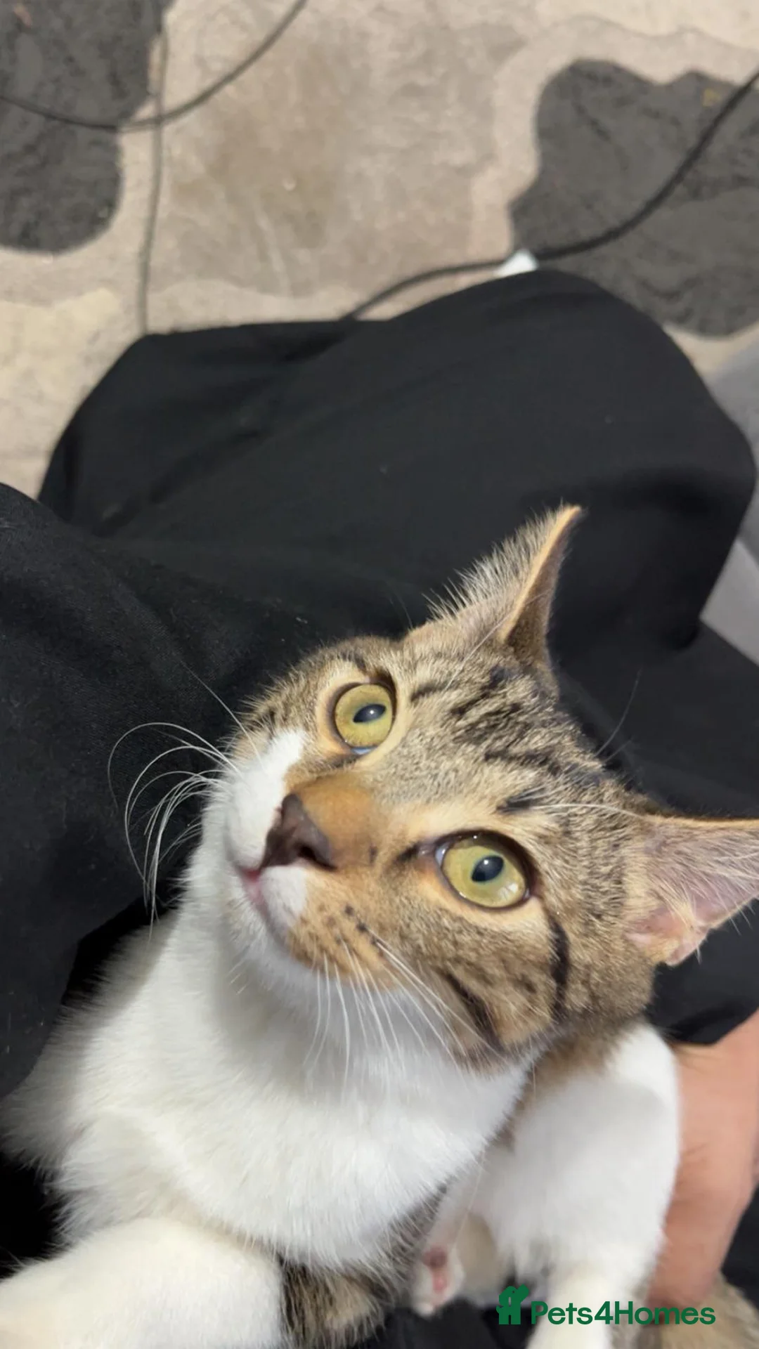 Ocicat cats for sale: 3 kittens for sale  in Oldham - Advert 5