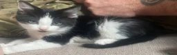 Mixed Breed cats for sale: Two gorgeous playful boys  - Advert 4