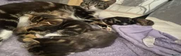 Mixed Breed cats for sale: 4 beautiful kittens  - Advert 1