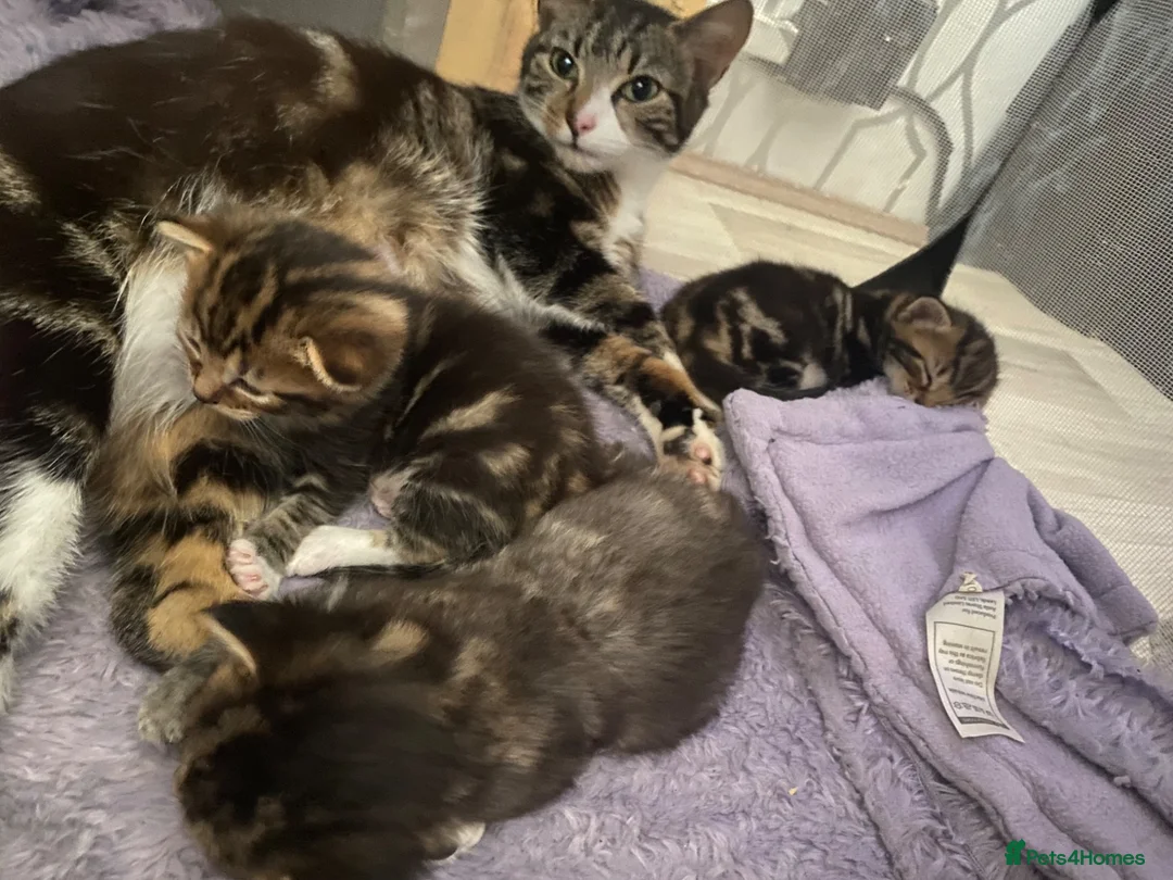 Mixed Breed cats for sale: 4 beautiful kittens  - Advert 1