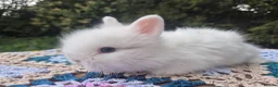 Angora rabbits for sale: 💜 Gorgeous Teddydwerg babies- parents imprted 💜 - Advert 5