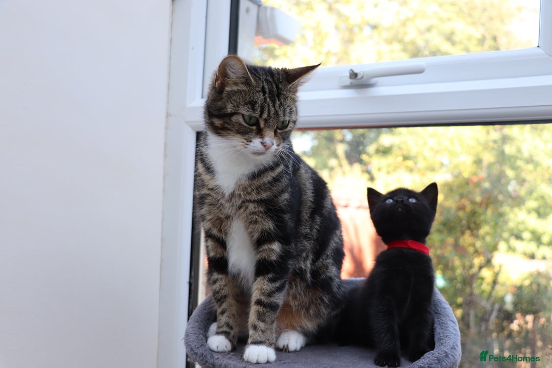 Mixed Breed cats for sale: Adorable Kittens  - Image 7