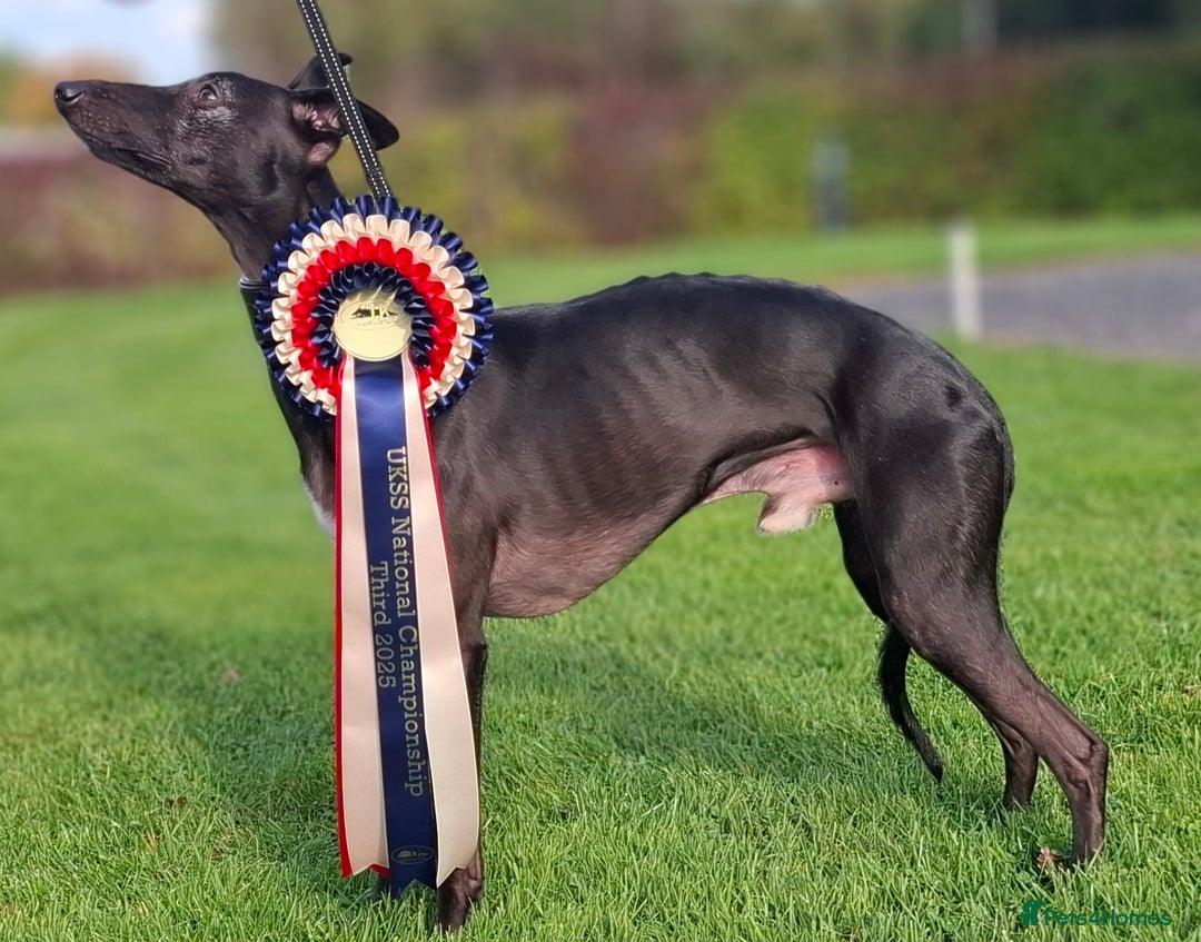 Whippet dogs for stud: Eidynrock Sangoma with Silkspun ,Sportingbred.X in Glasgow - Image 2