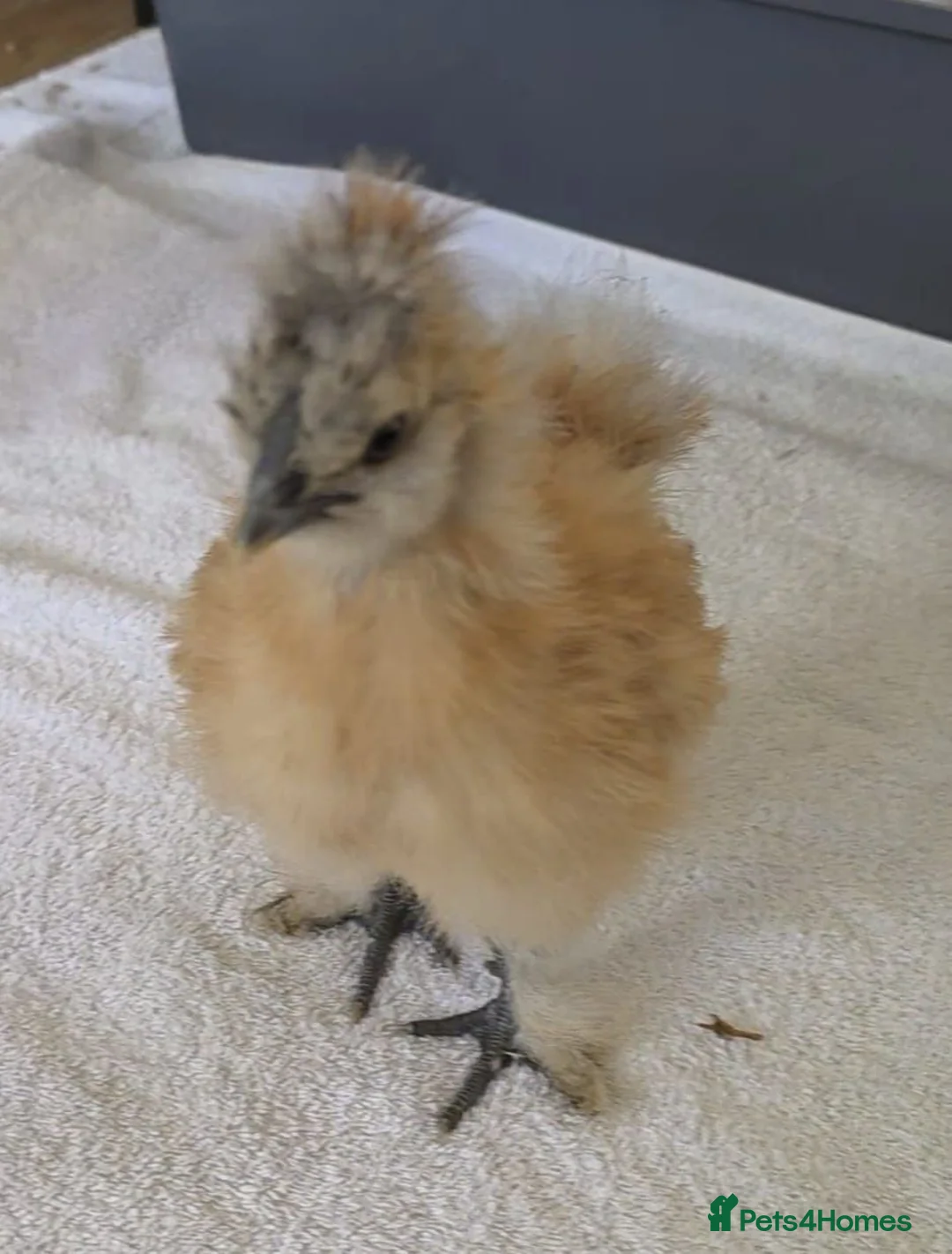 Chickens poultry for sale: 2 x Silkie Chicks  - Advert 1