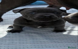 Staffordshire Bull Terrier dogs for sale: Purebred Staffordshire Bull Terrier Puppies Blue - Image 4