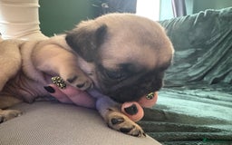Pug dogs for sale: Fawn male pug - Image 4