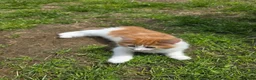 Mixed Breed cats for sale: Adorable fluffy Kittens in Hungerford - Advert 11
