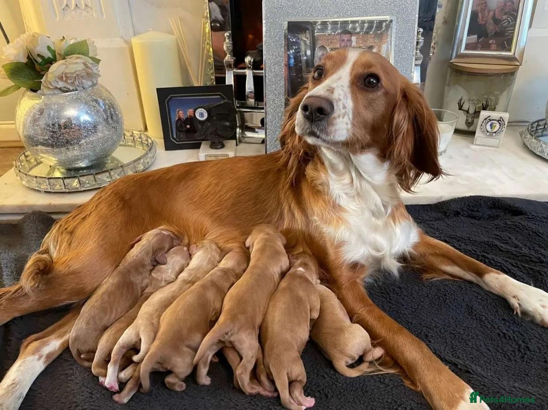 Cocker Spaniel dogs for sale: Cocker Spaniel Puppy *READY FOR HOMES NOW* - Advert 1