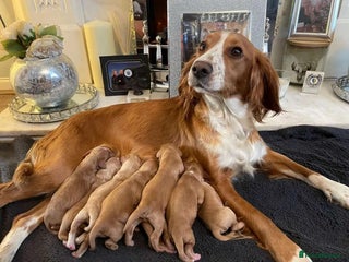Cocker Spaniel dogs Cocker Spaniel Puppy *READY FOR HOMES NOW* - Advert 4