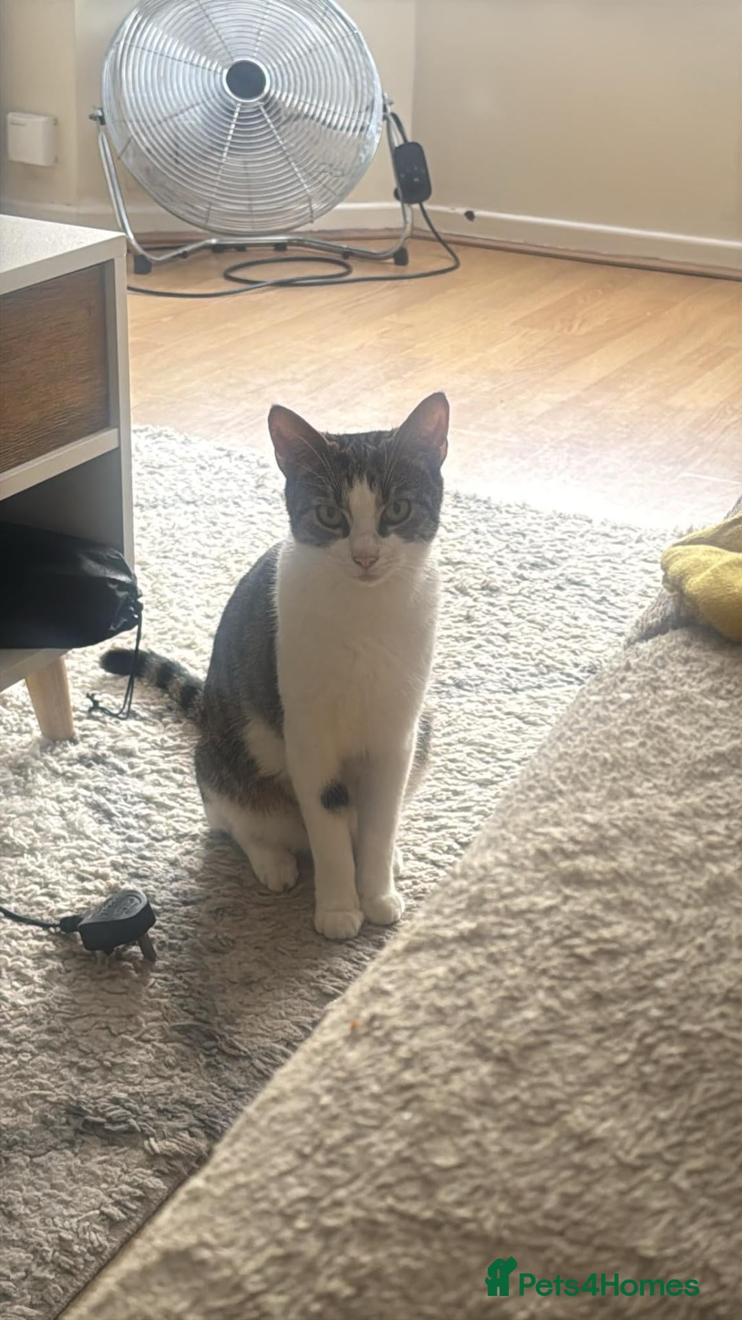 Mixed Breed cats Lilly - Advert 1