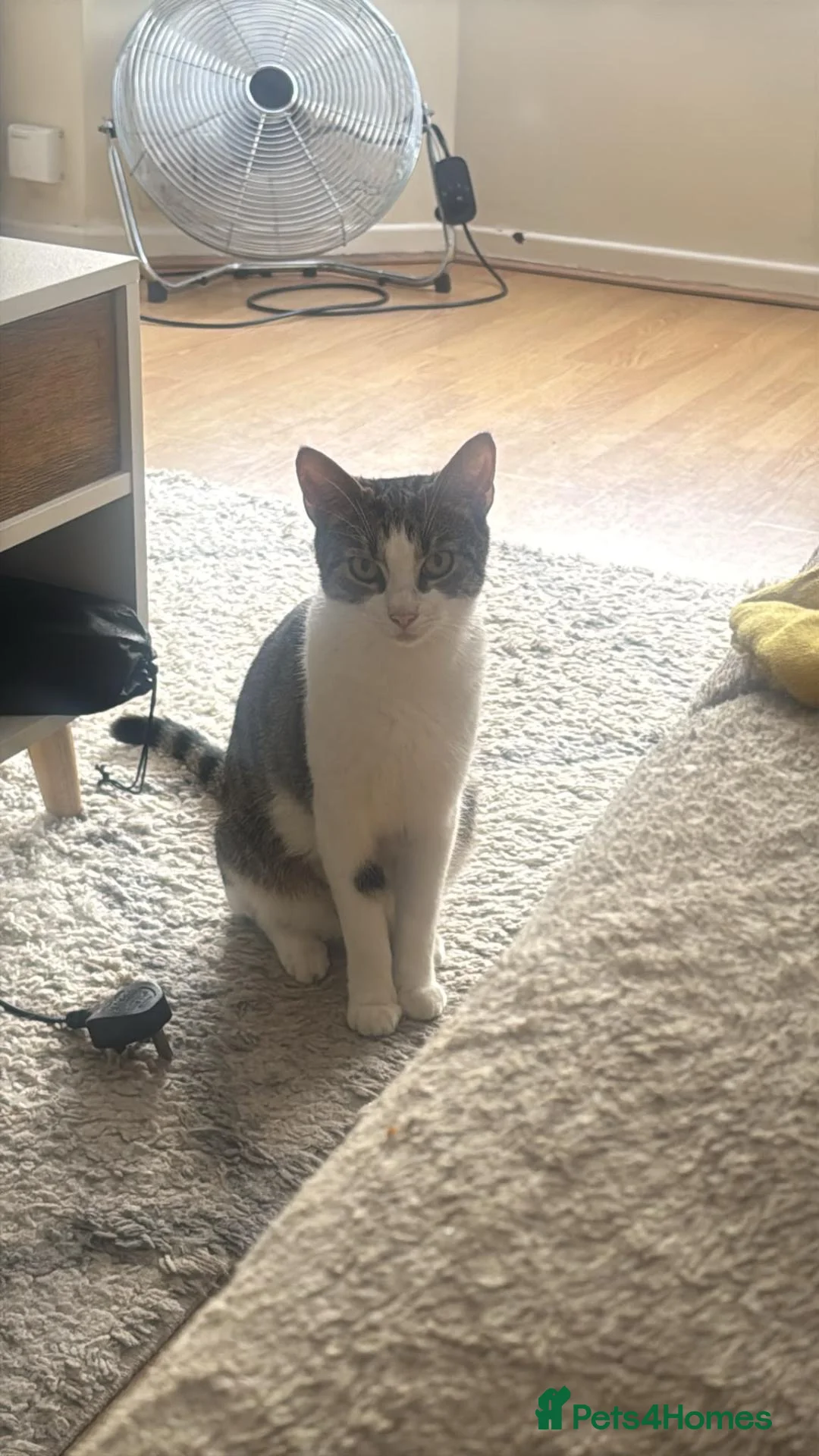 Mixed Breed cats for sale: Lilly - Advert 1