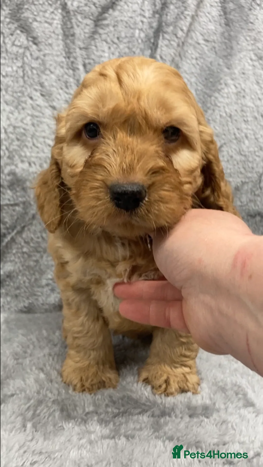 Cockapoo dogs for sale: F1 Cockapoo (from showtype Cocker Spaniel) - Advert 10