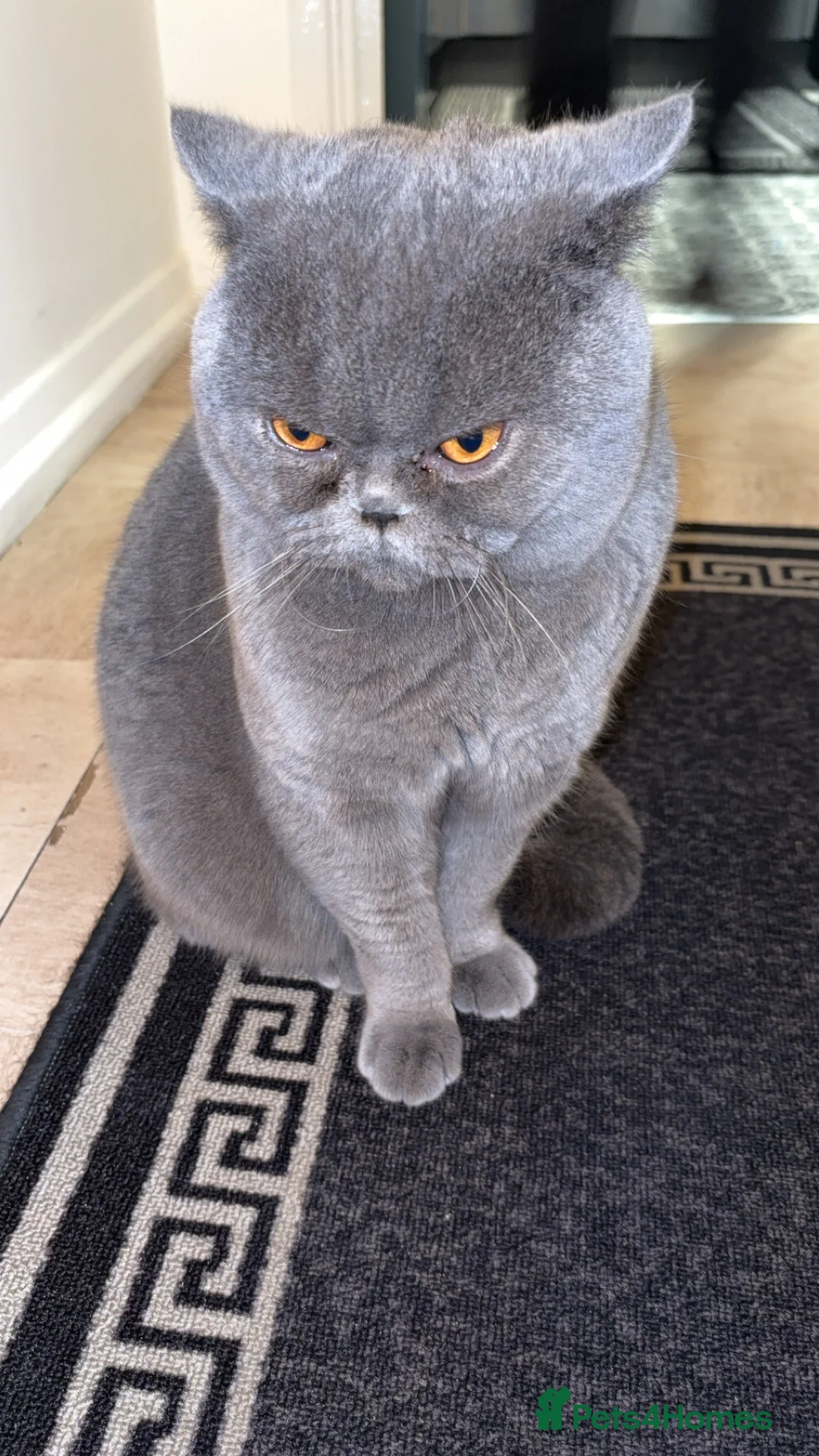 British Shorthair cats for stud: British shorthair for stud  in Luton - Advert 1