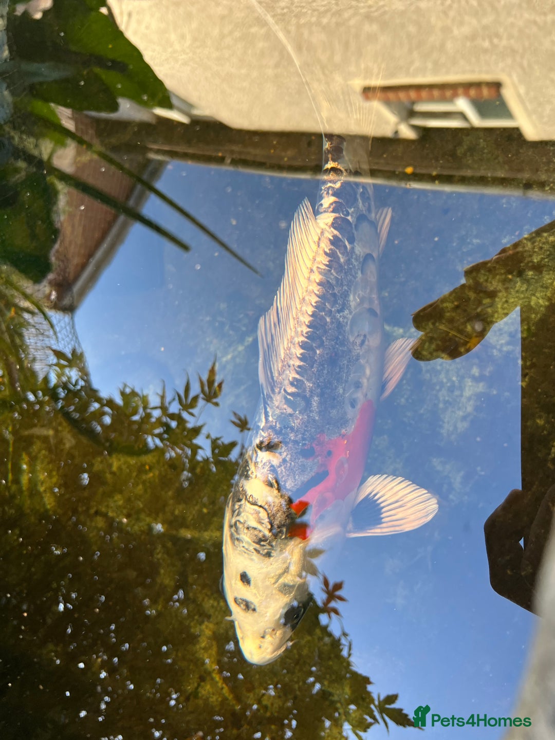 Koi Carp fish for sale: 2 koi Carp for sale  - Image 4