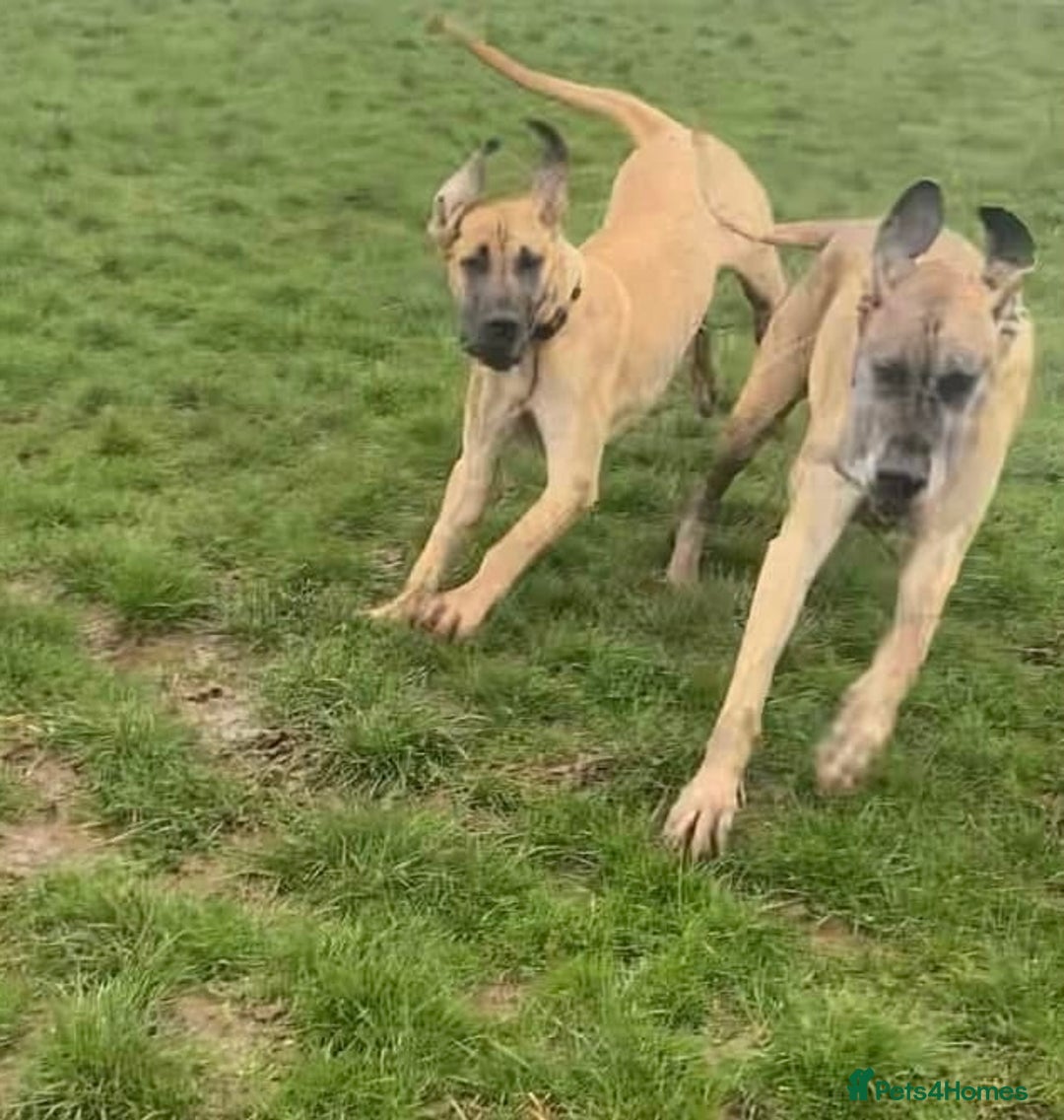 Great Dane dogs for sale: KC Reg Great Dane Female  - Image 16