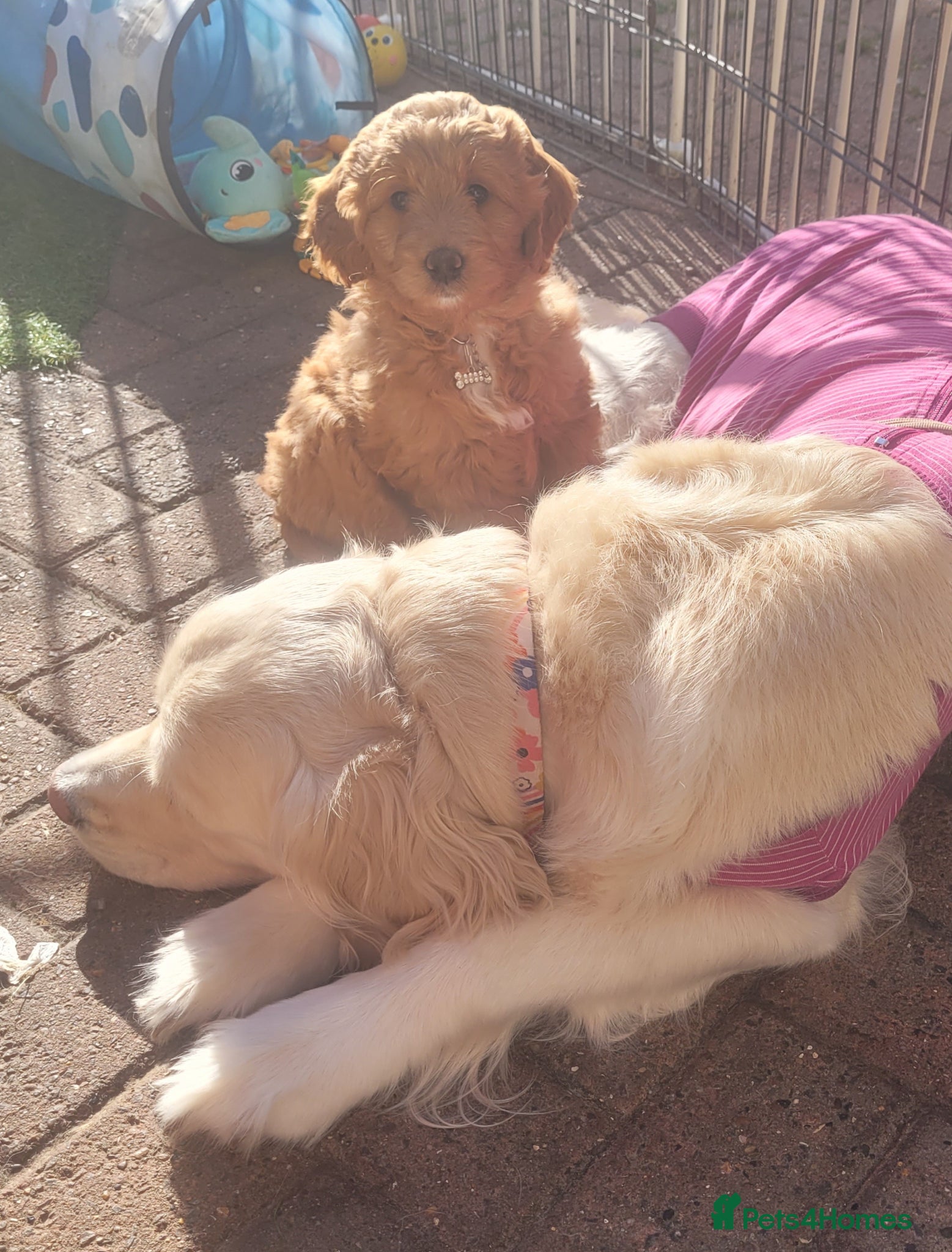 Mini Goldendoodle dogs for sale: Female Goldendoodle f1 gorgeous girl - Advert 1