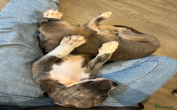 Cane Corso dogs for sale: Purebred Cane Corso puppies  - Image 32