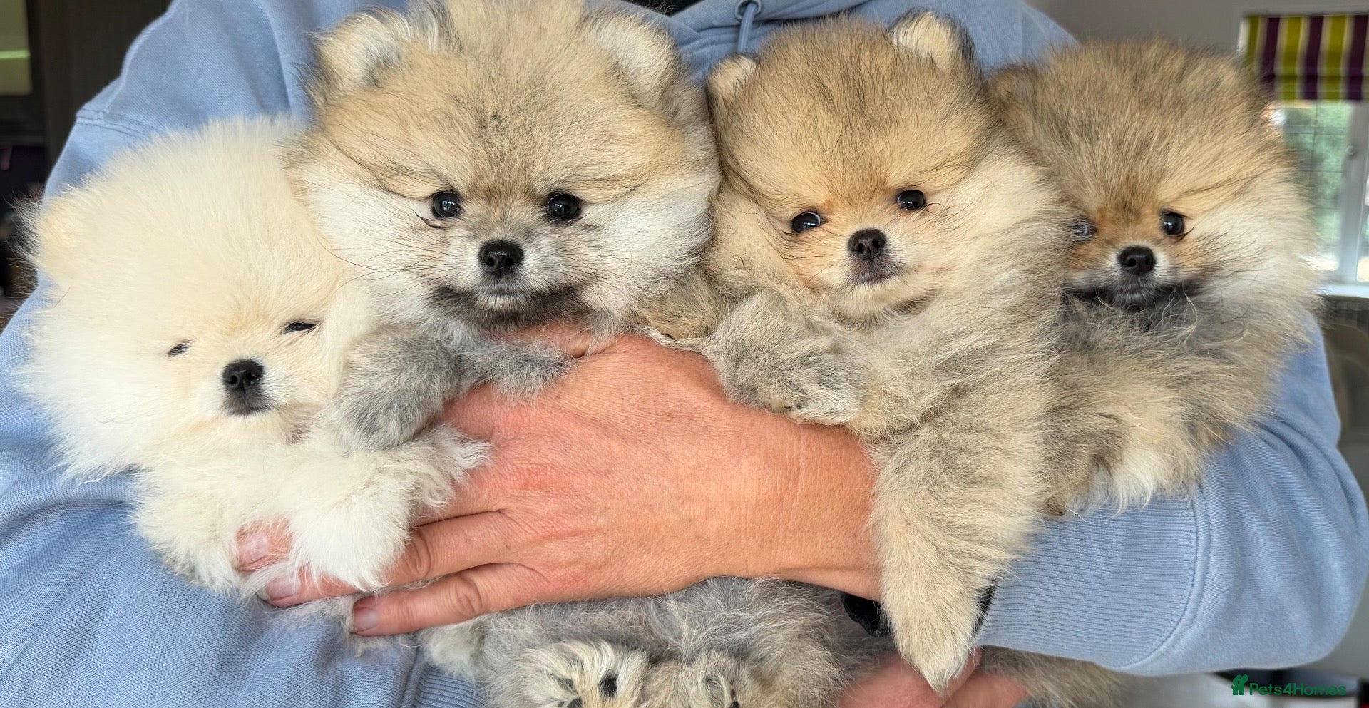 Pomeranian dogs Stunning Pomeranian Puppies for sale  - Advert 2
