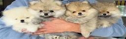 Pomeranian dogs for sale: Stunning Pomeranian Puppies for sale  in Billingshurst - Advert 1