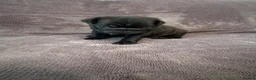 Pug dogs for sale: Beautiful Litter Of Pug Puppies All Girls  - Advert 5