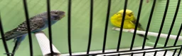 Budgerigars birds for sale: Black face and black wing proven pair  - Advert 2