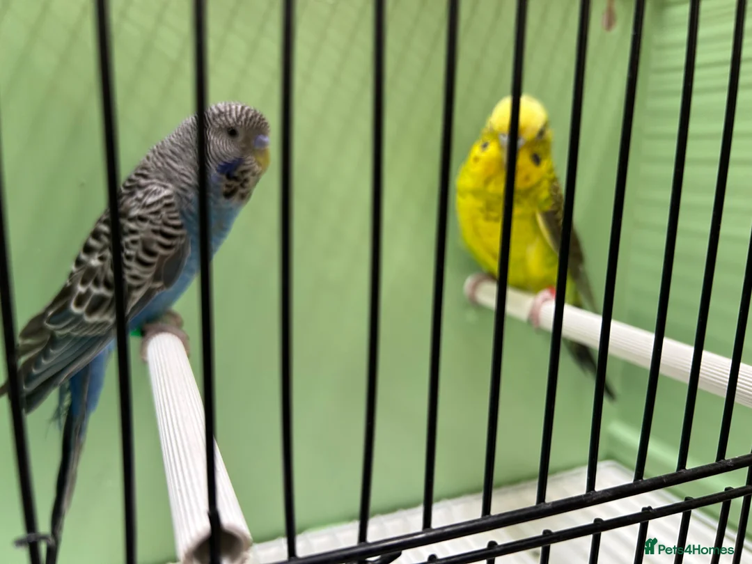 Budgerigars birds for sale: Black face and black wing proven pair  - Advert 2