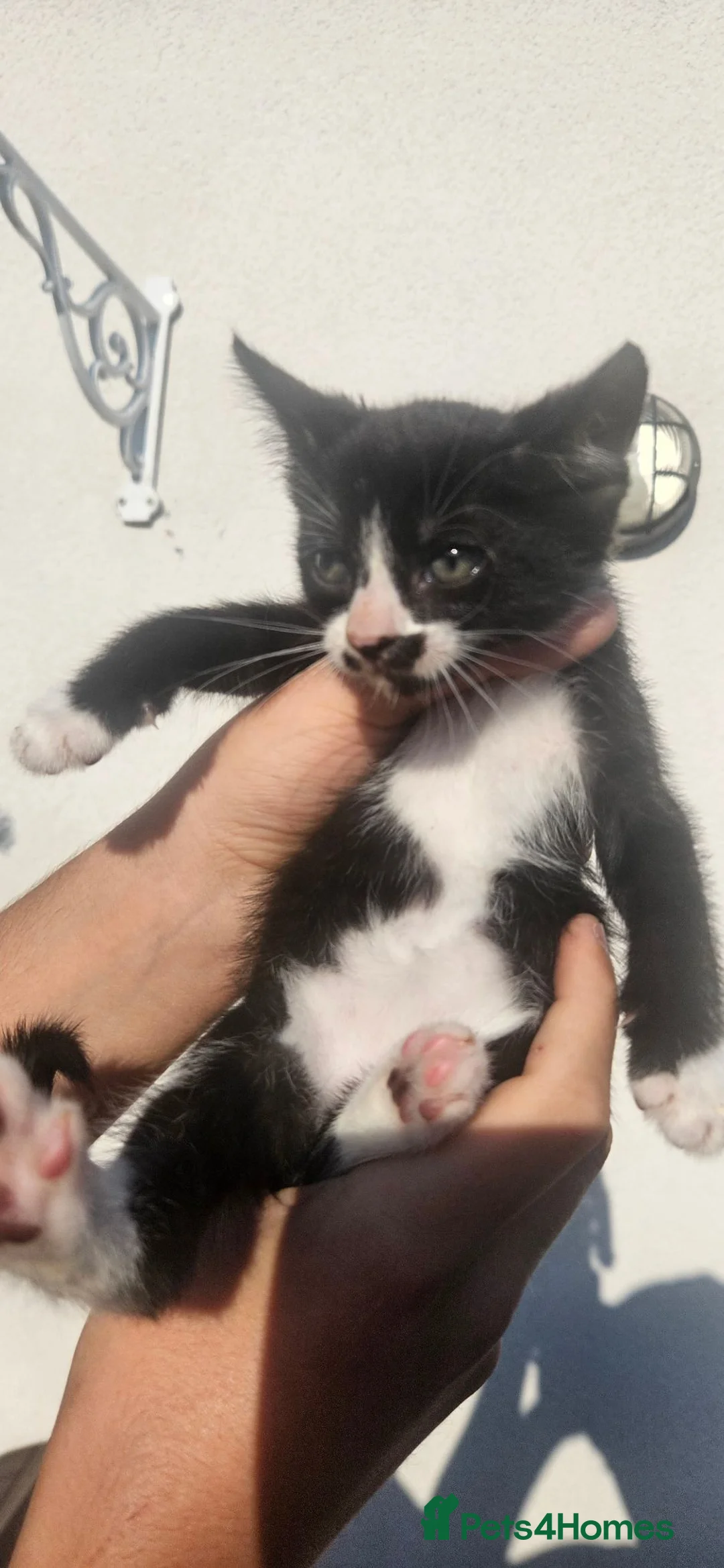 British Shorthair cats for sale: 4 british short hair kittens  - Advert 7