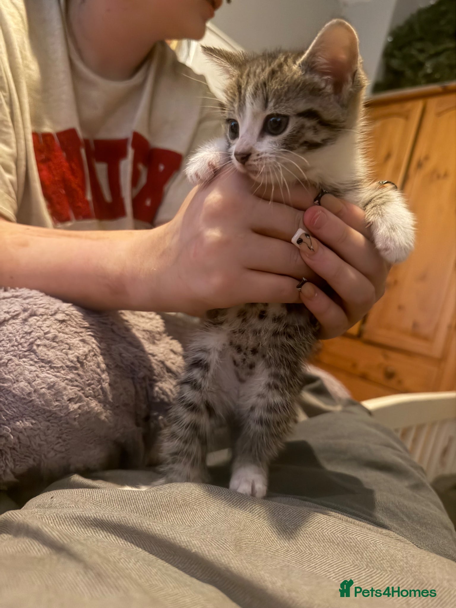 Mixed Breed cats for sale: Two tabby female kittens - Advert 8
