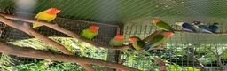 Lovebirds birds for sale: 5 lovebirds  in High Wycombe - Advert 1