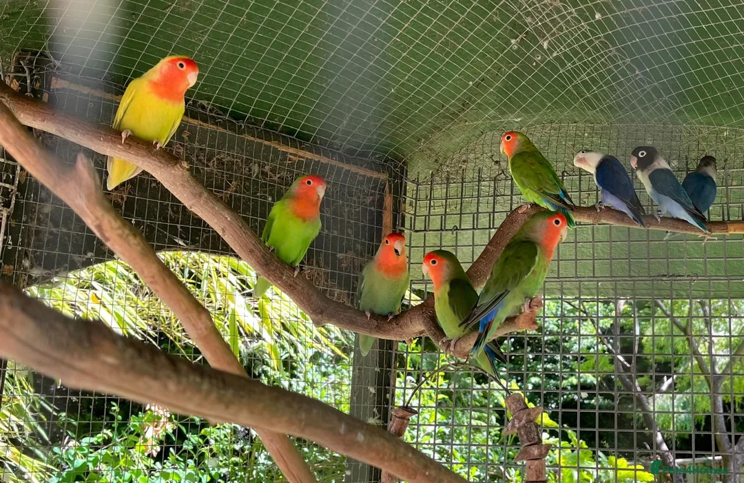 Lovebirds birds for sale: 5 lovebirds  in High Wycombe - Advert 1