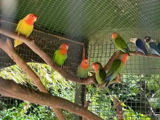 Lovebirds birds 5 lovebirds price drop - Advert 15