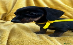 Miniature Dachshund dogs for sale: Smooth haired miniature dachshund - Image 7