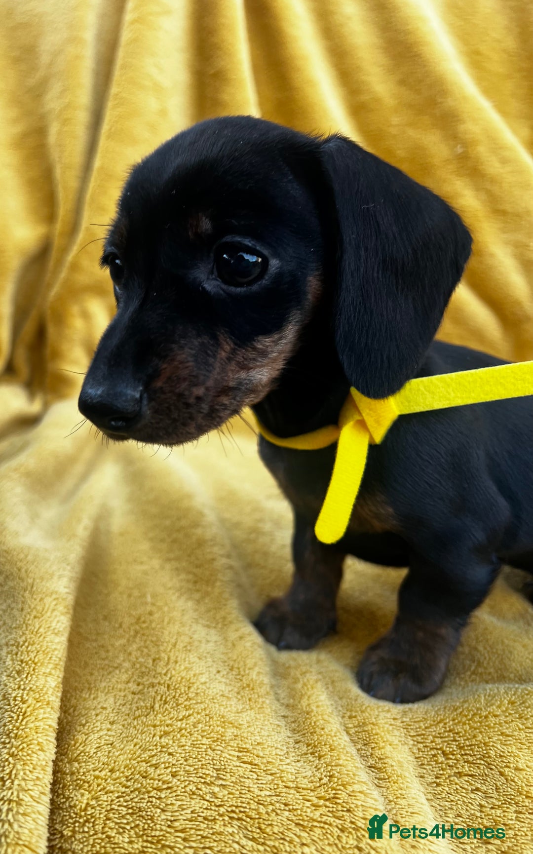 Miniature Dachshund dogs for sale: Smooth haired miniature dachshund - Image 7