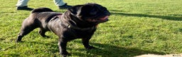 Pug dogs for stud: Health tested black pug stud  in Stevenage - Advert 3