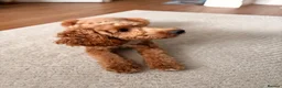 Cockapoo dogs for stud: Beautiful F1B cockapoo for stud  - Advert 2