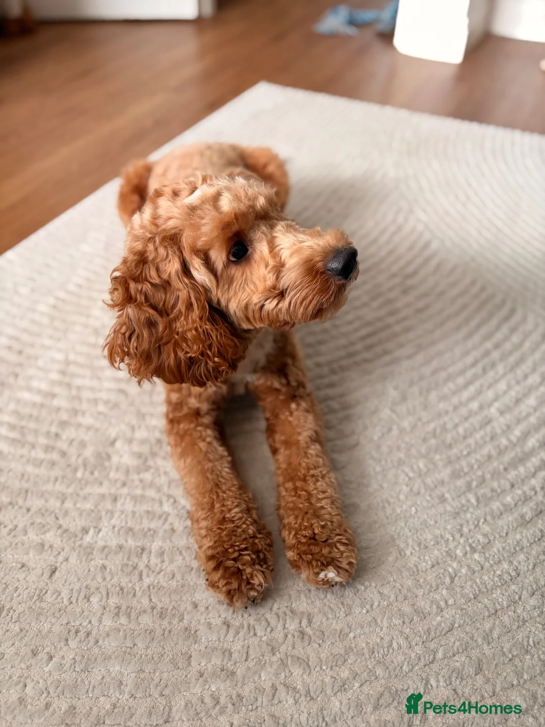 Cockapoo dogs for stud: Beautiful F1B cockapoo for stud  - Advert 2