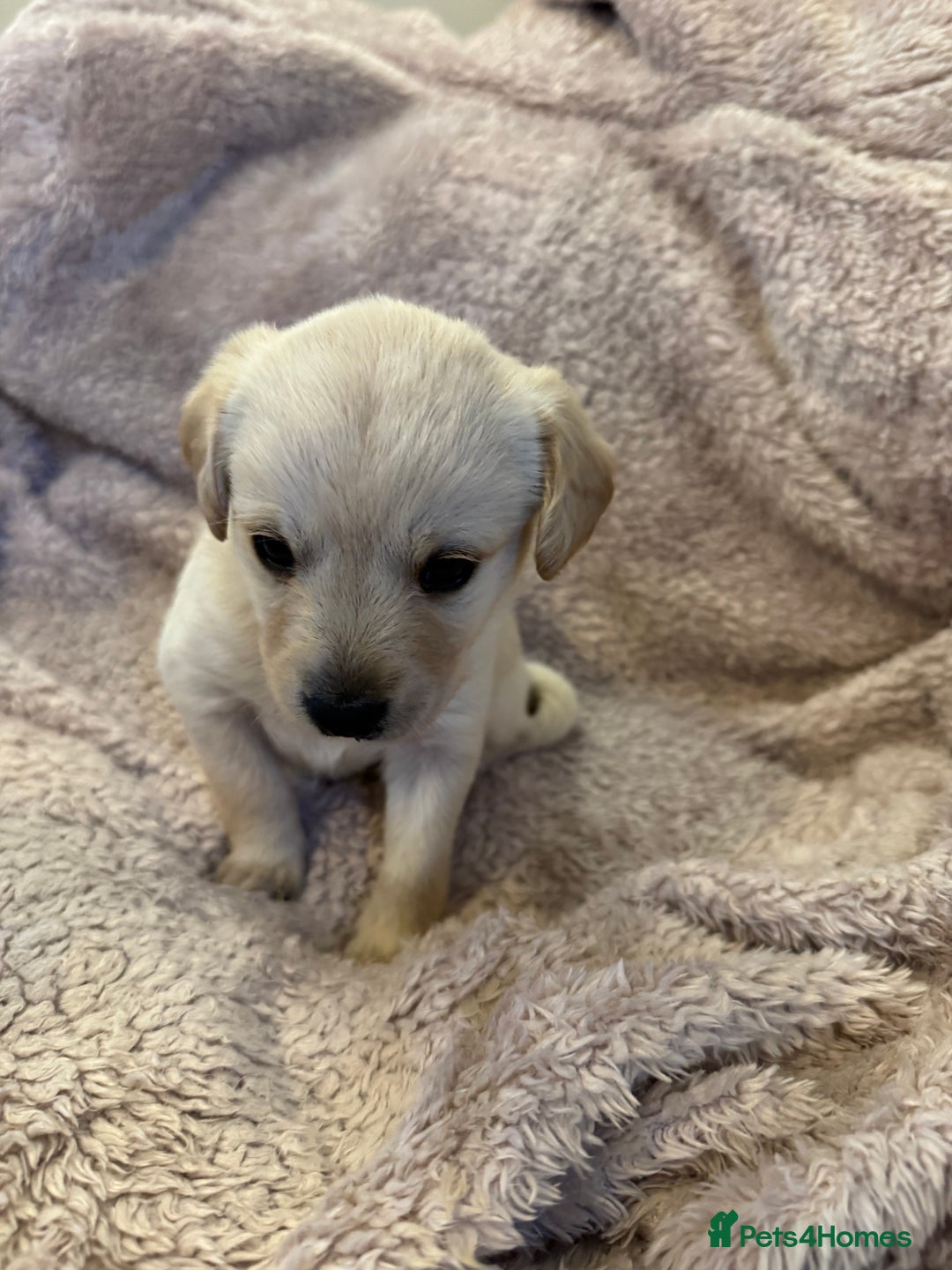 Mixed Breed dogs for sale: Cockerpoo cross lab pupies - Advert 2