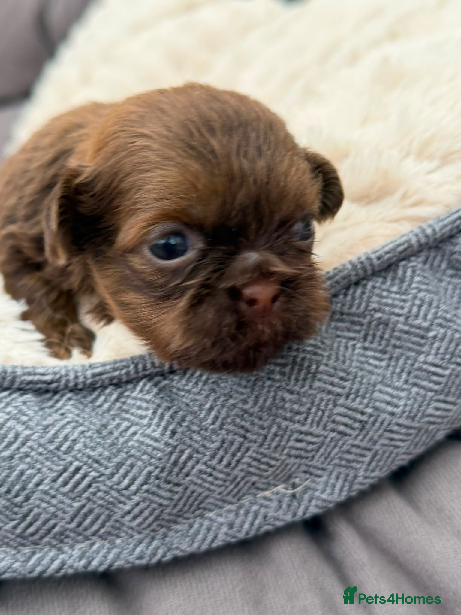 Shih Tzu dogs Shihtzu babies - Advert 1