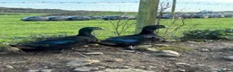 Ducks poultry for sale: 6x hatching eggs Cayuga duck hatching eggs  - Advert 2
