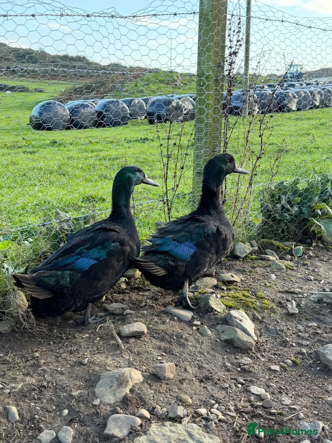Ducks poultry for sale: 6x hatching eggs Cayuga duck hatching eggs  - Advert 2