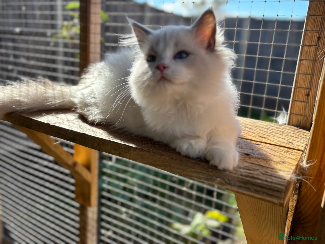 Ragdoll cats for sale: Tica registered blue bi colour boy ready now  - Image 2