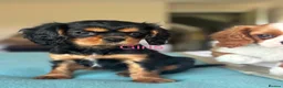 Cavalier King Charles Spaniel dogs for sale: 🐾KC reg,Extensively health tested Cavalier pups🐾 - Advert 13
