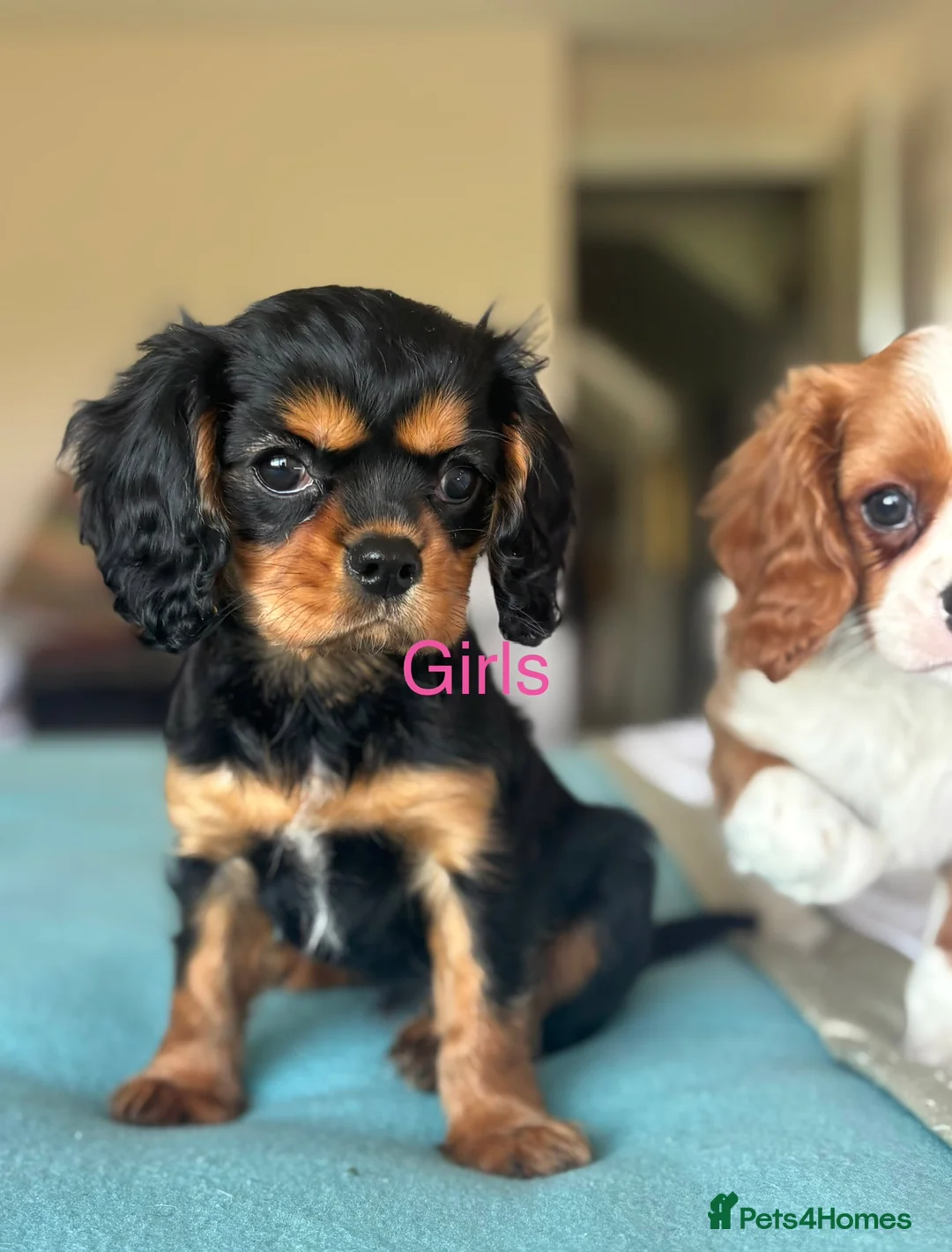 Cavalier King Charles Spaniel dogs for sale: 🐾KC reg,Extensively health tested Cavalier pups🐾 - Advert 13
