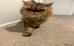 Mixed Breed cats for sale: Chinchilla x Persian female  - Image 8